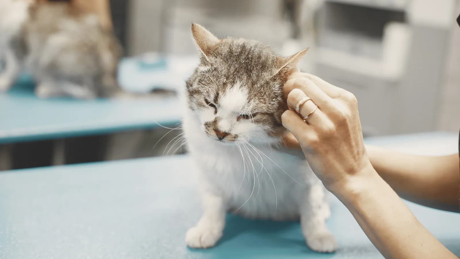 Vet checking a cat's head and coat