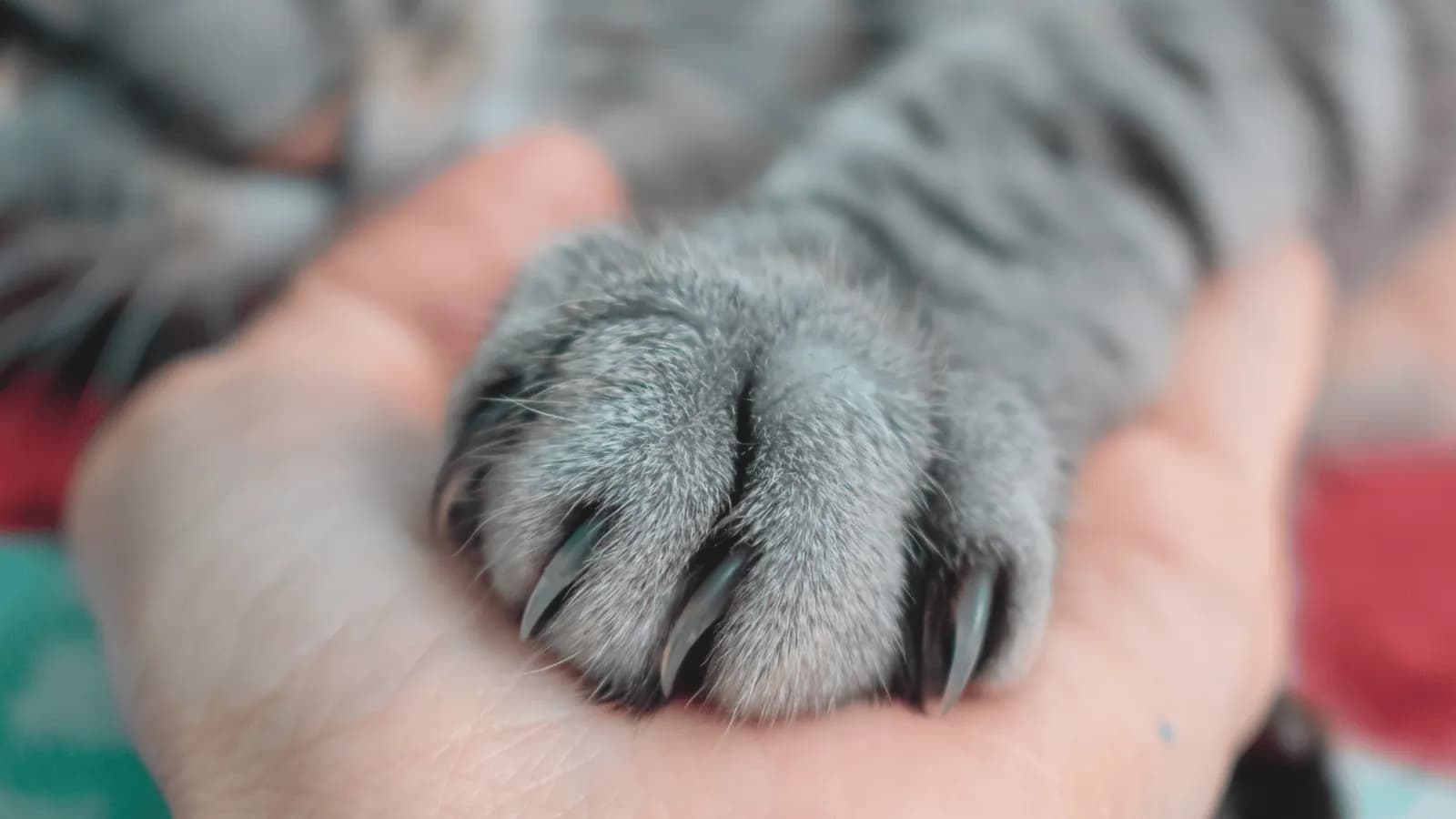 A cat's paw resting in its owner's hand