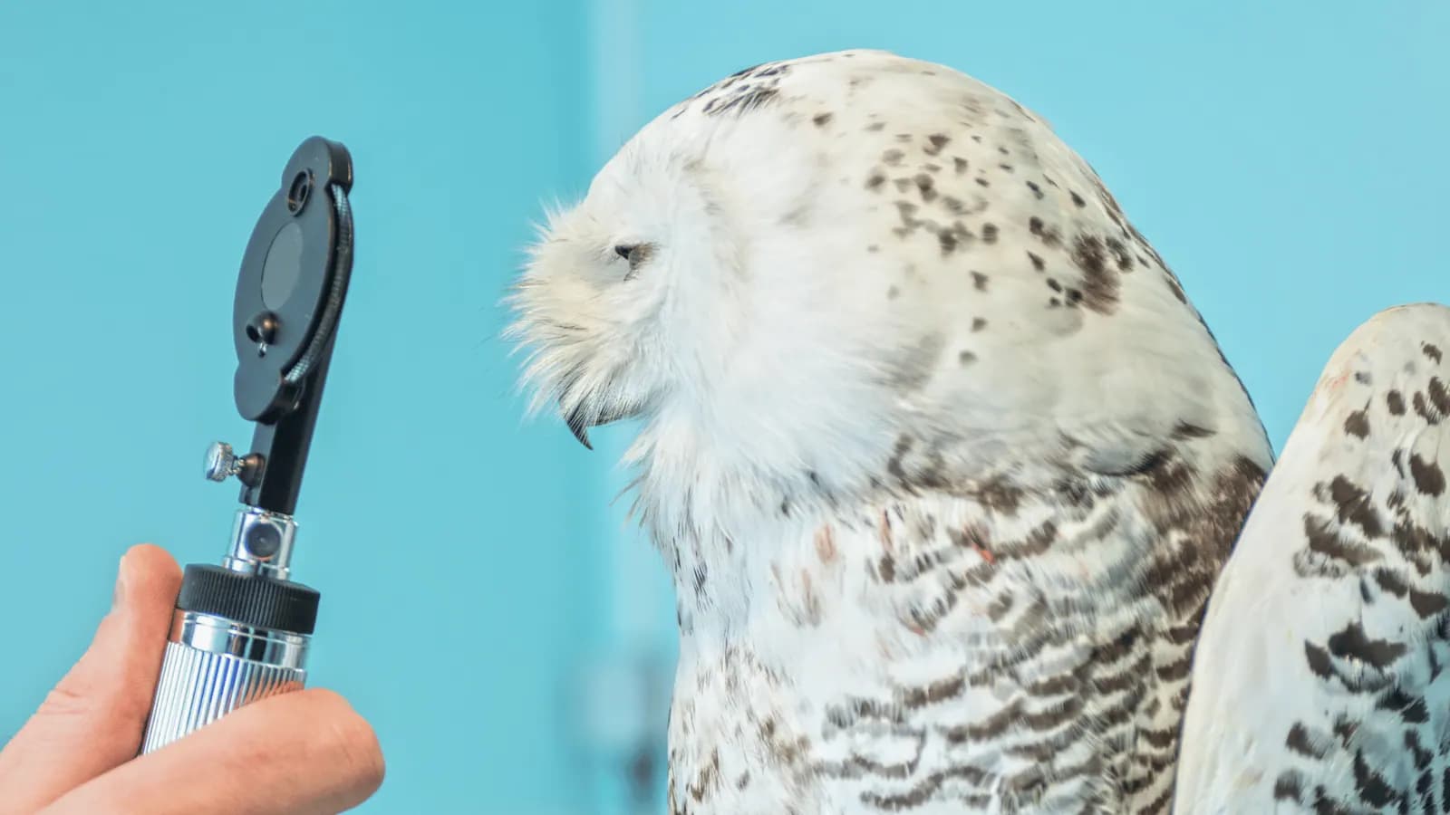 Vet examining an owl's eye with an ophthalmoscope