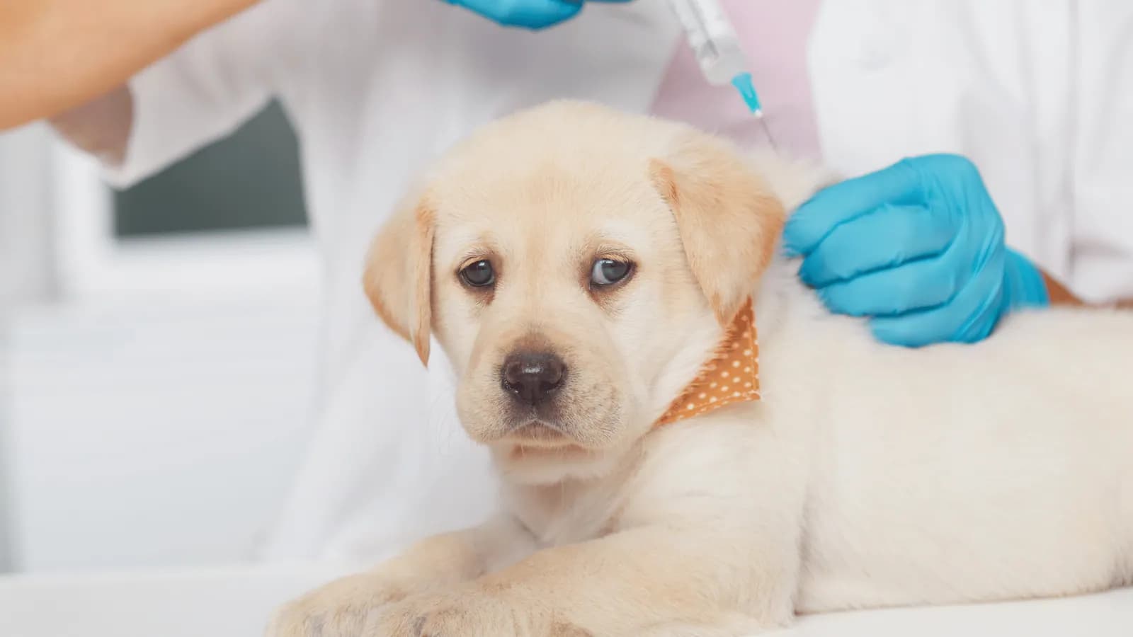 Vet vaccinating a Labrador puppy