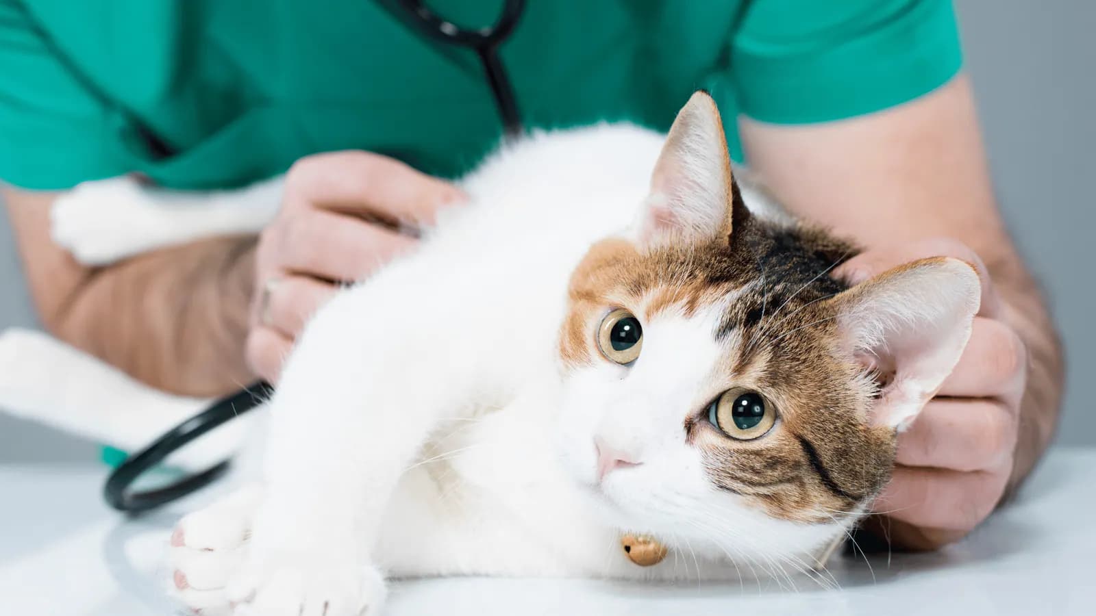 Vet examining a tortoiseshell-and-white cat on the table