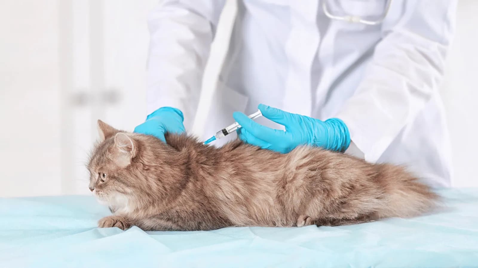Vet giving a cat an injection on the examination table