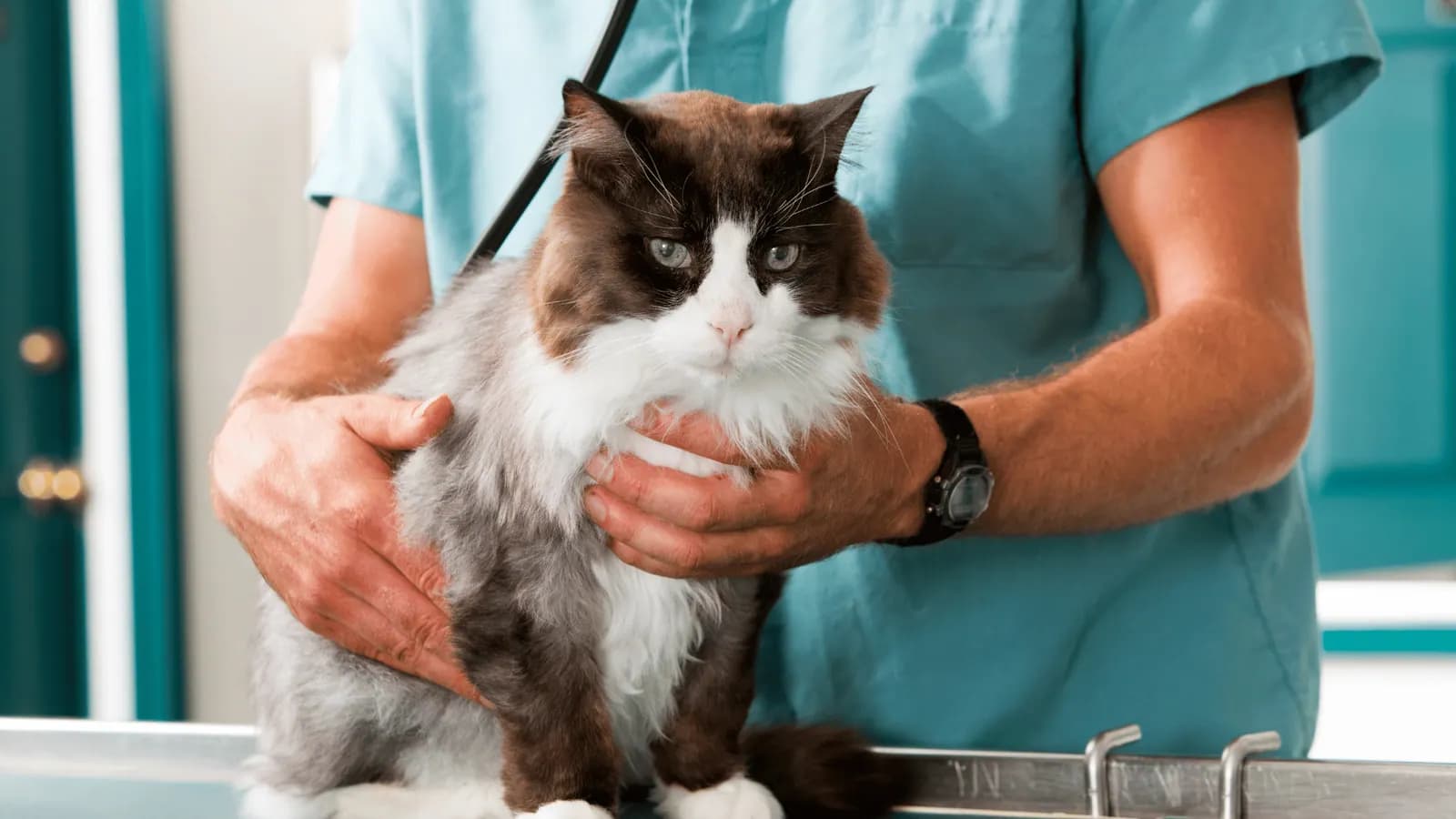 Vet holding a long-haired cat during an examination