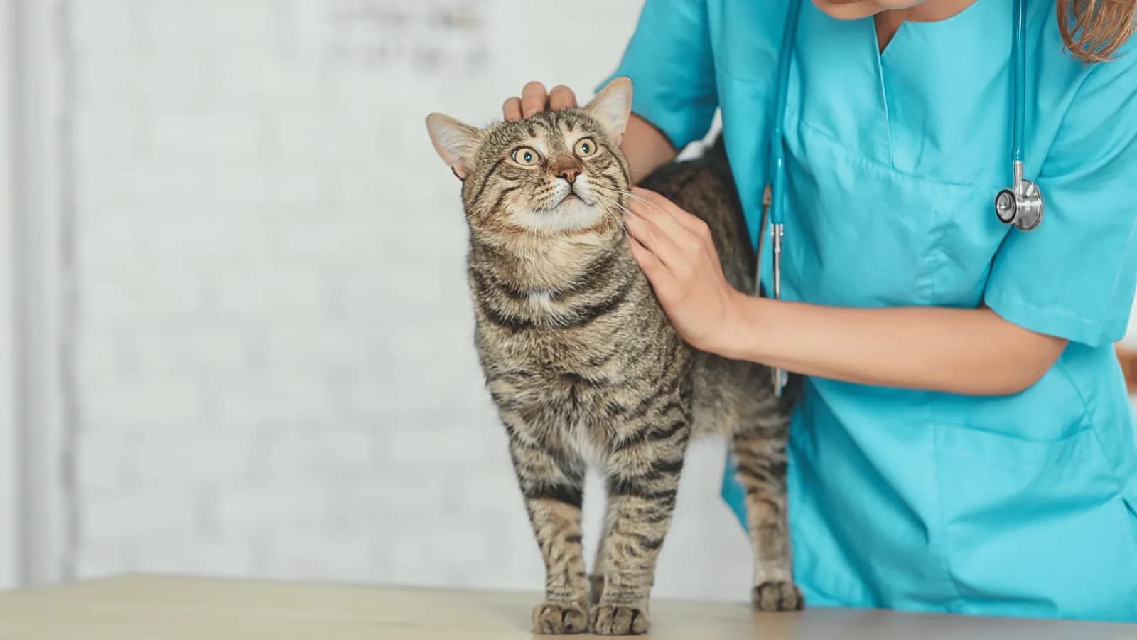 Vet holding a tabby cat on the examination table
