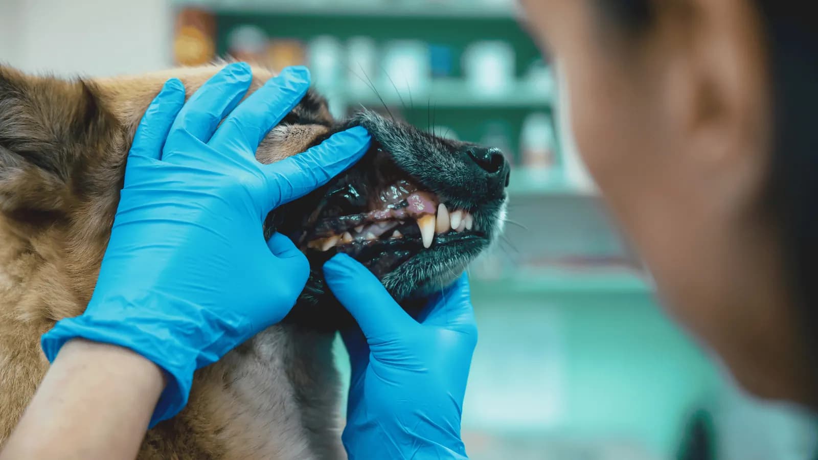 Gloved hands checking a dog's teeth and gums
