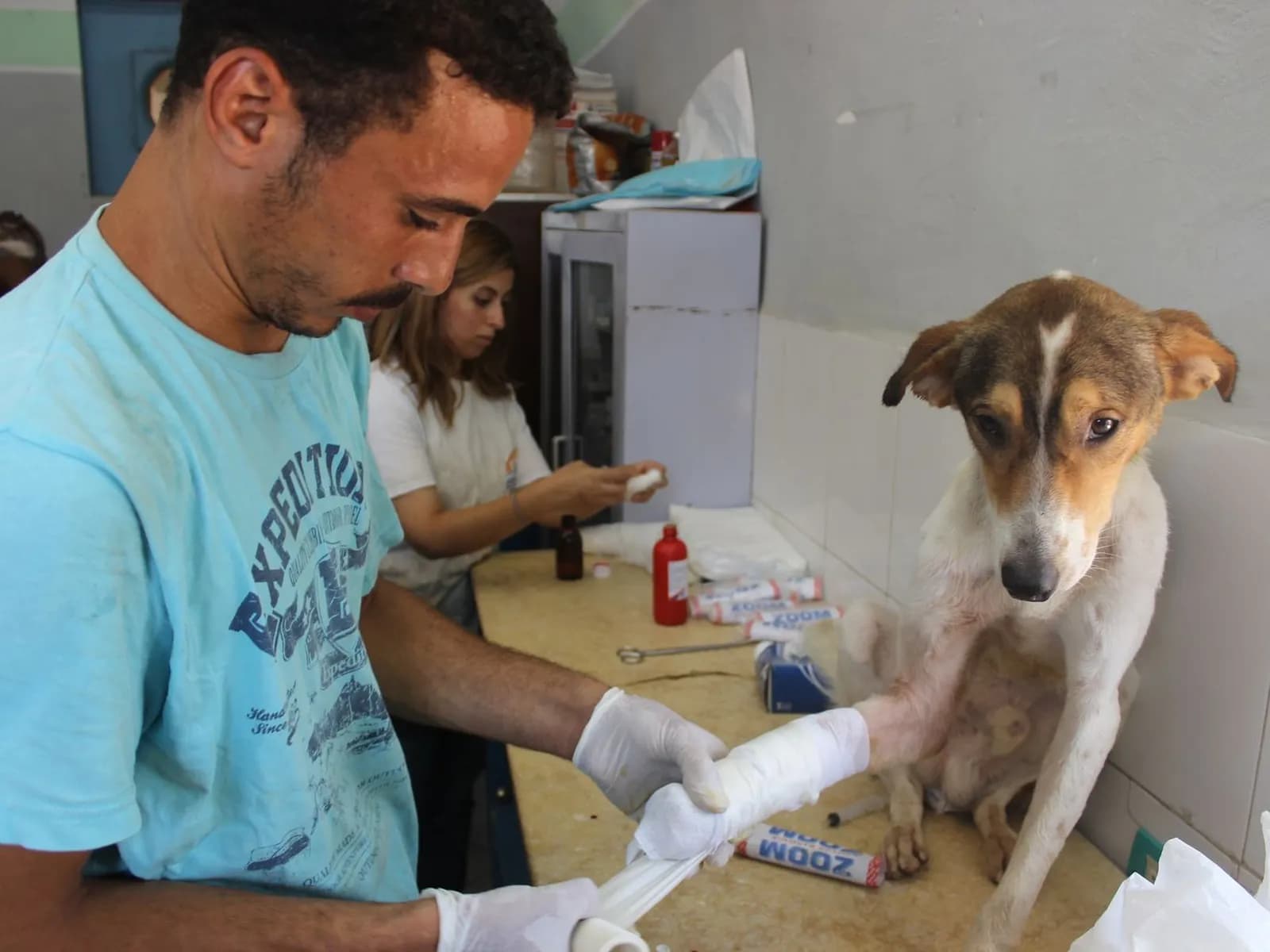 Vet bandaging a dog's injured front leg