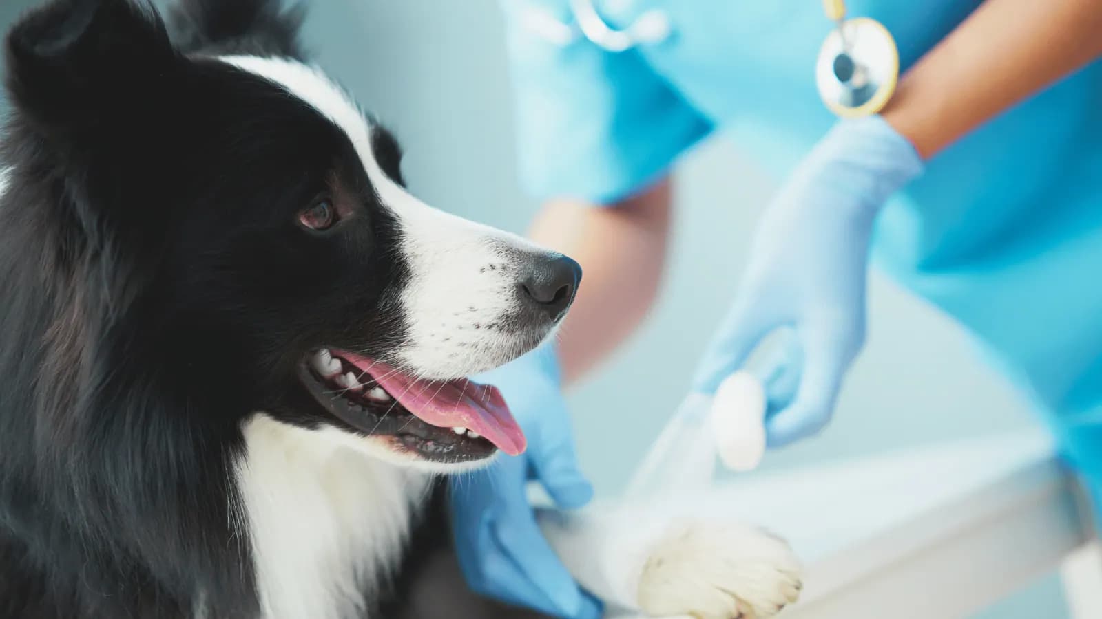 Vet with gloved hands checking a Border Collie