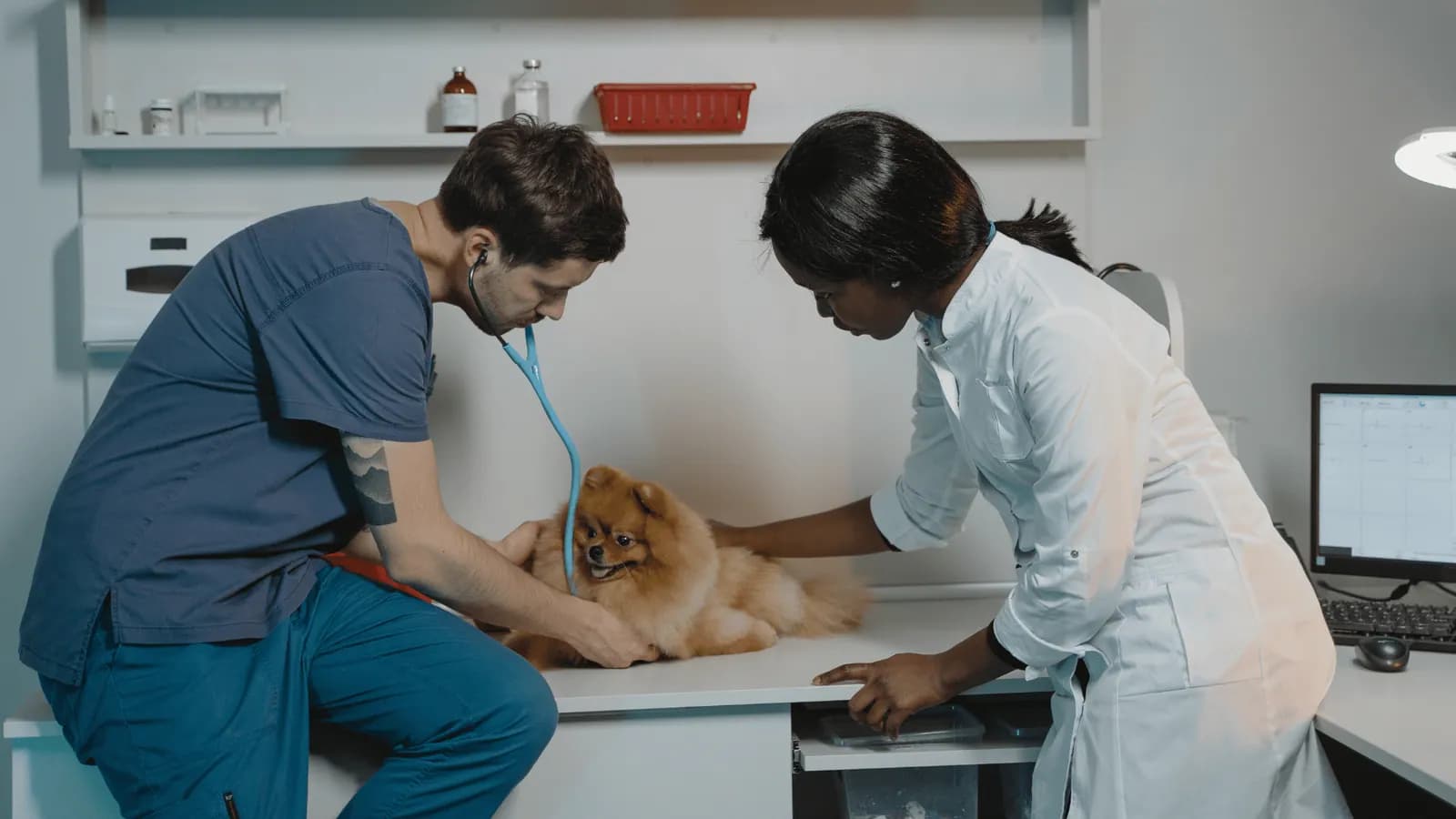 Two vets examining a small dog on the consulting table