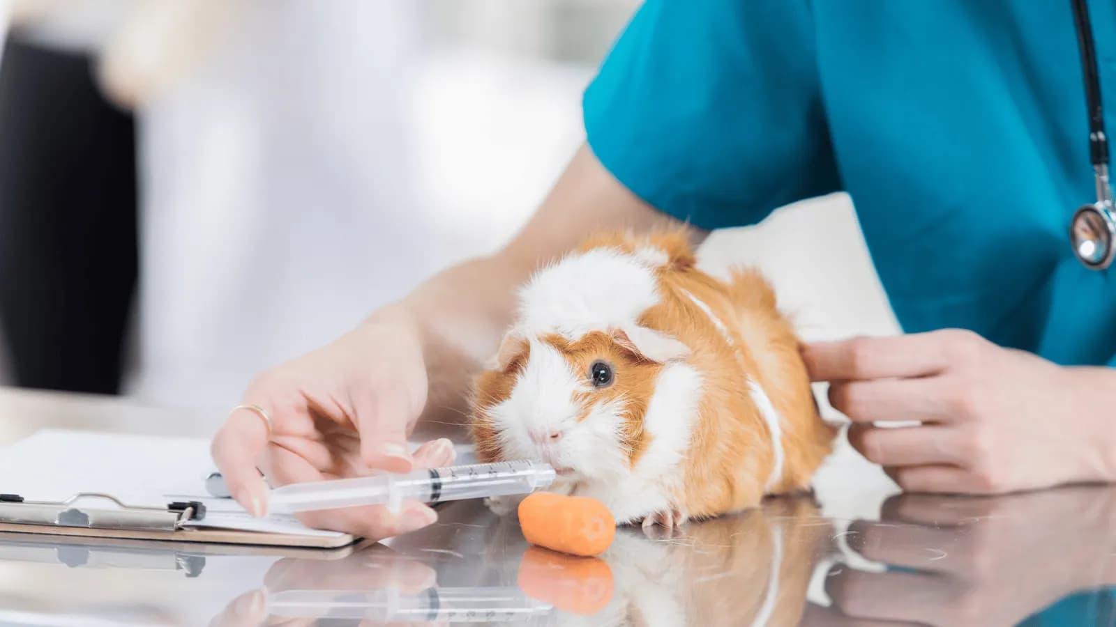 Vet examining a guinea pig on the consulting table