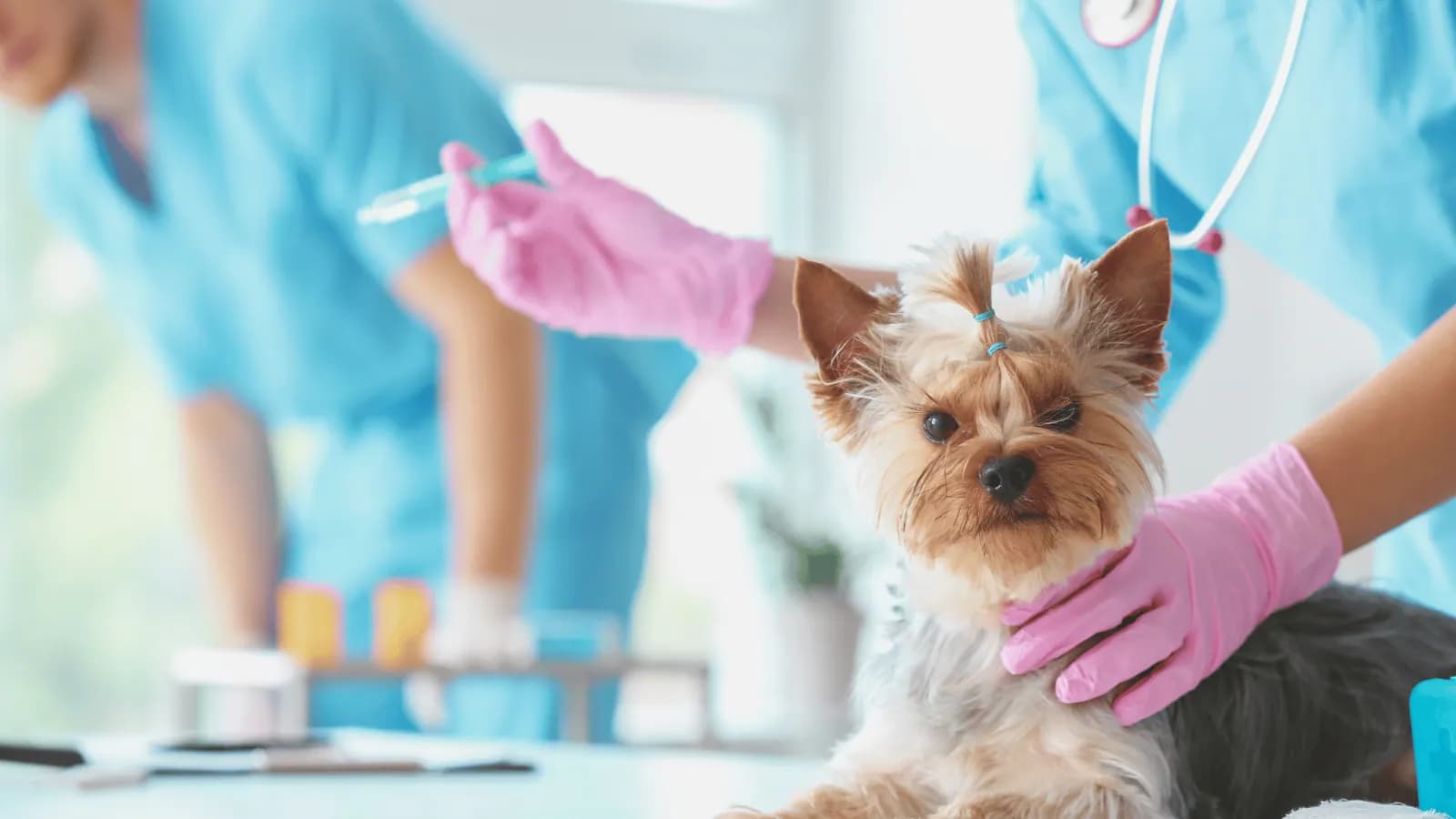 Vet checking a Yorkshire Terrier