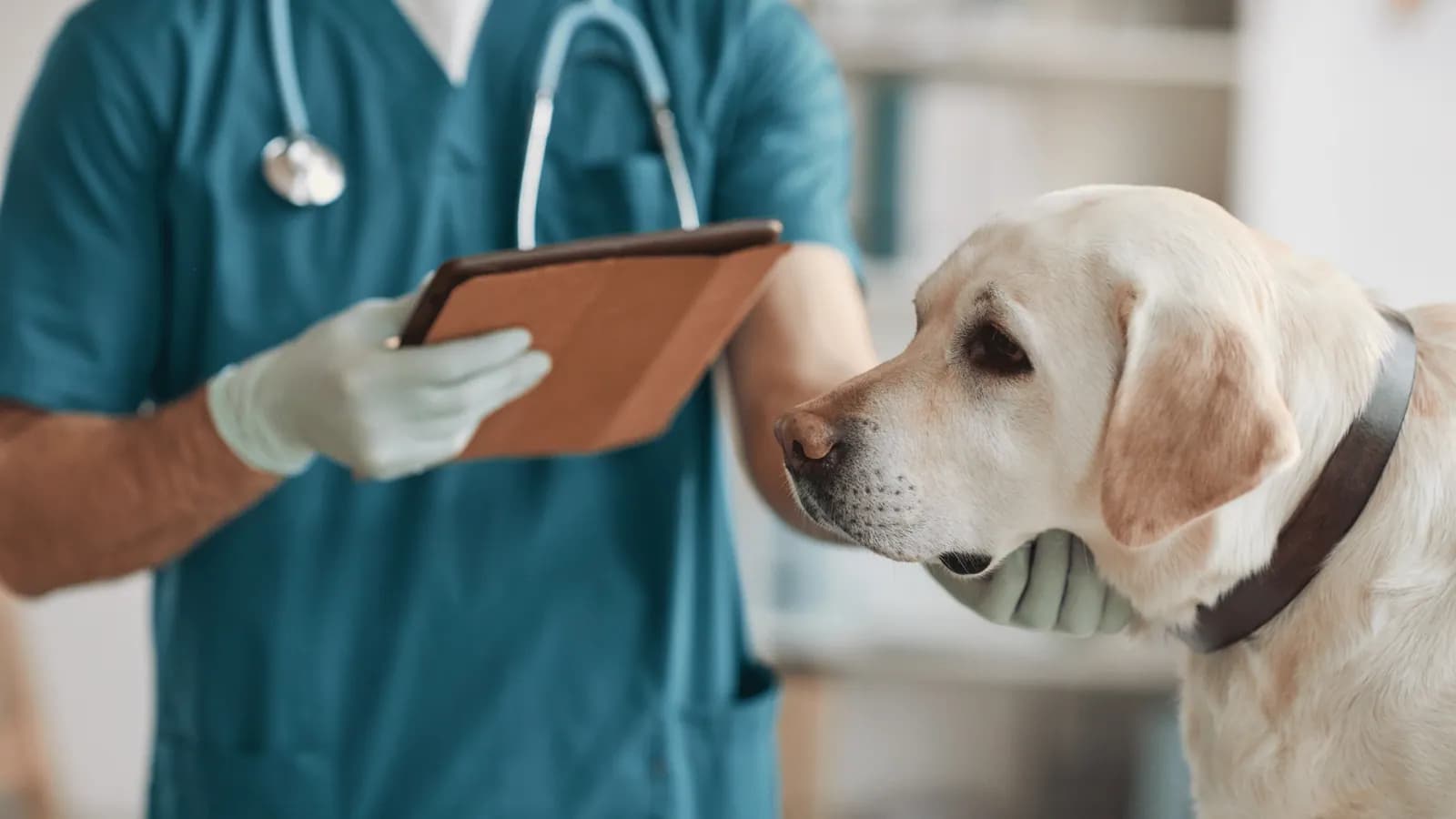 Vet with a clipboard beside a Labrador