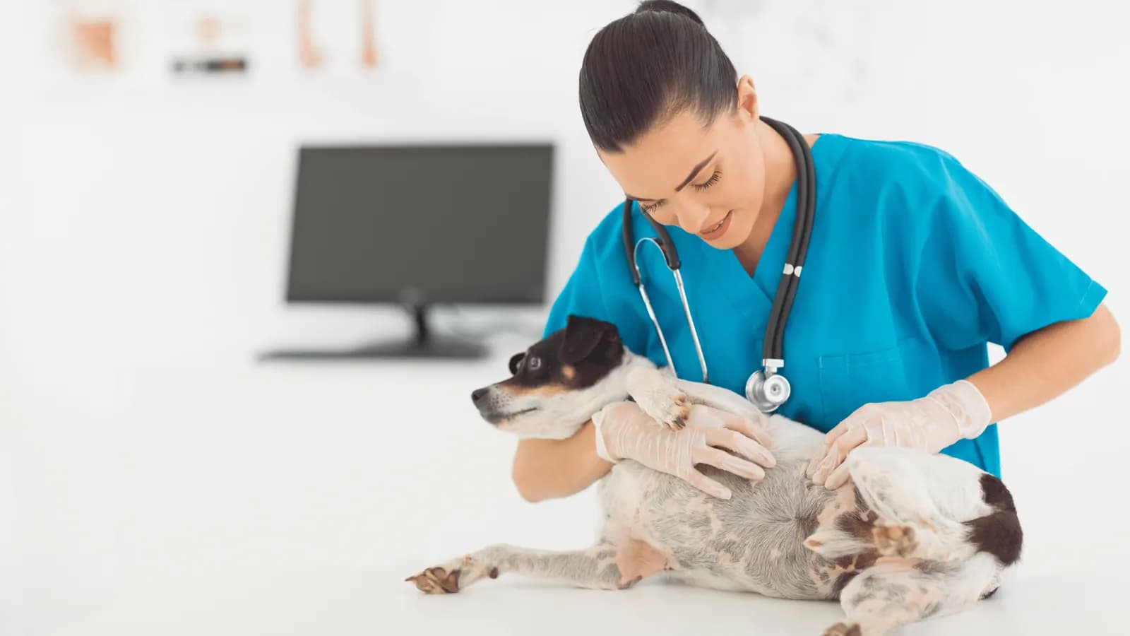Vet preparing a dog on the treatment table