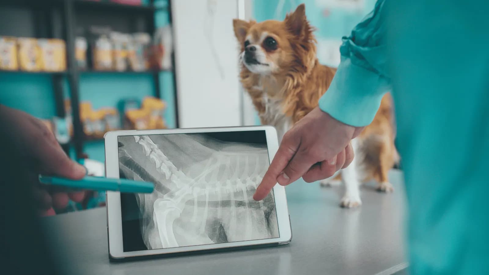 Vet reviewing a dog X-ray on a tablet