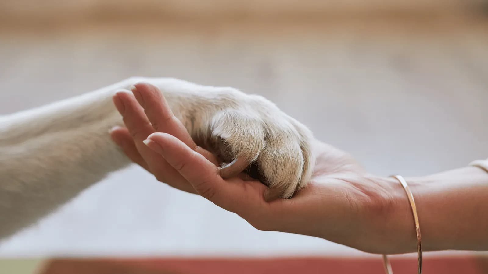 Owner gently holding their dog's paw