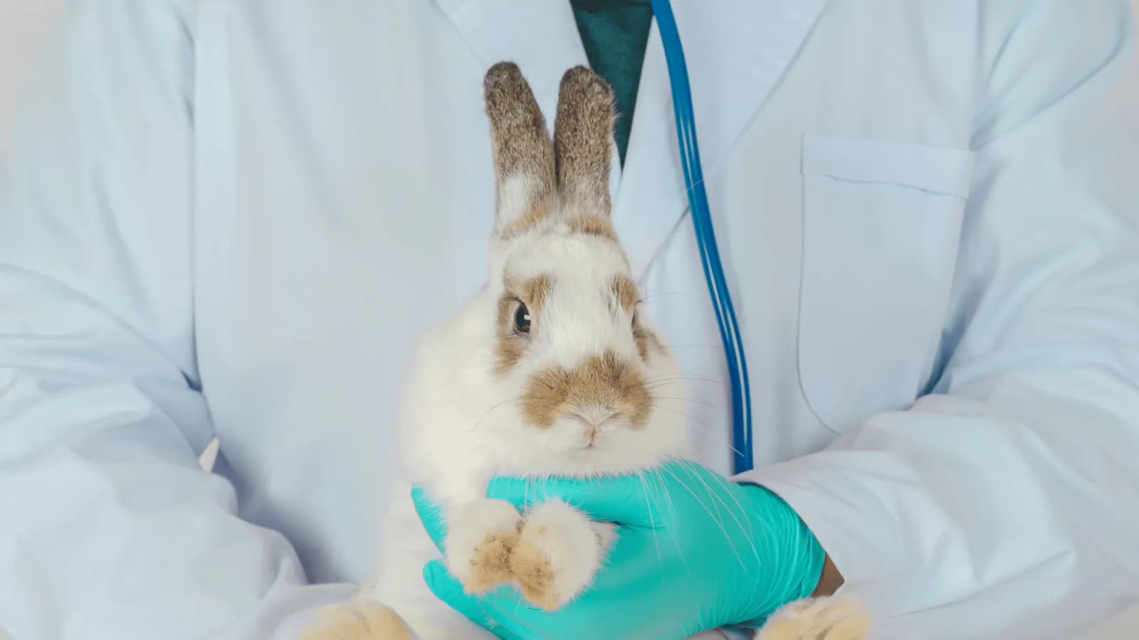 Vet in blue gloves holding a rabbit for a health check