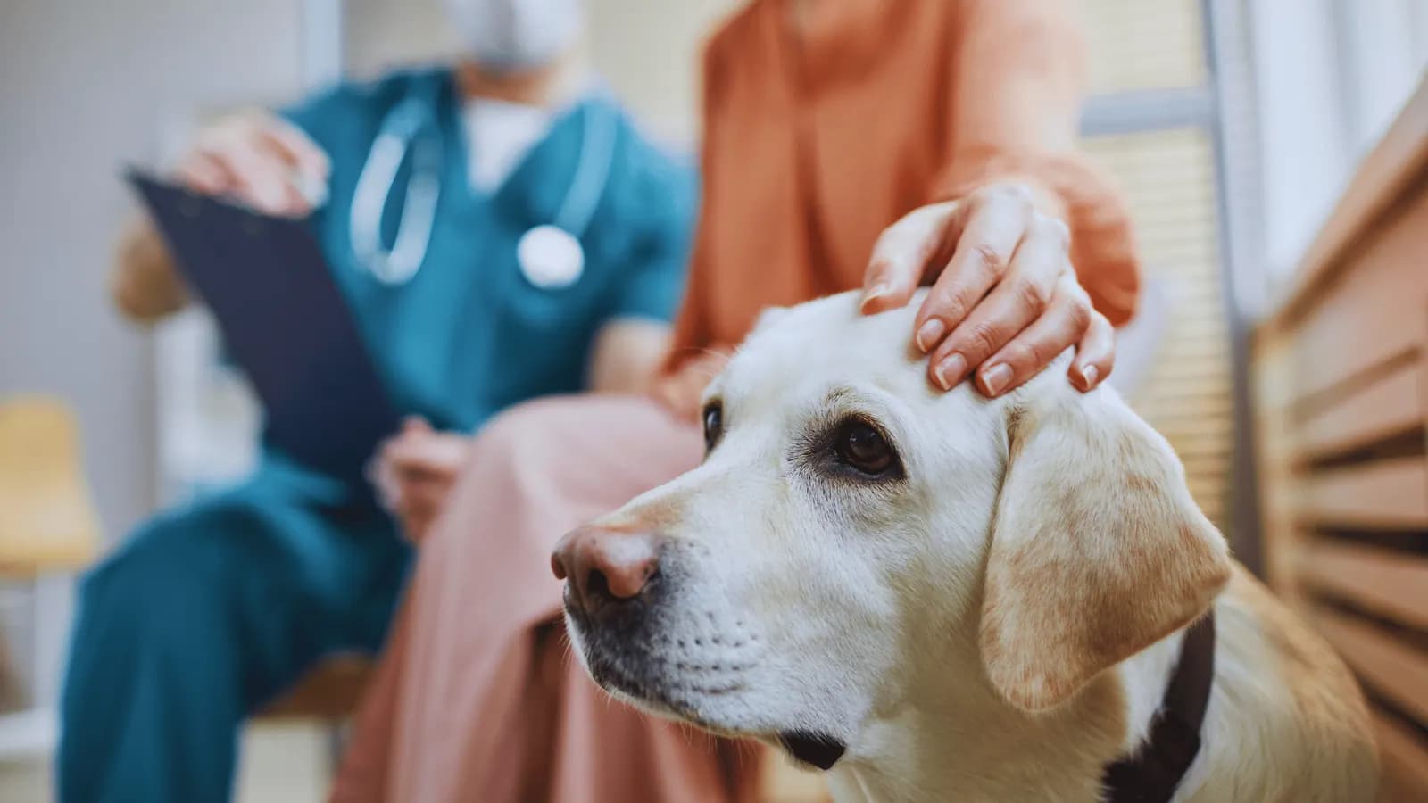 Labrador at a check-up with its owner and vet
