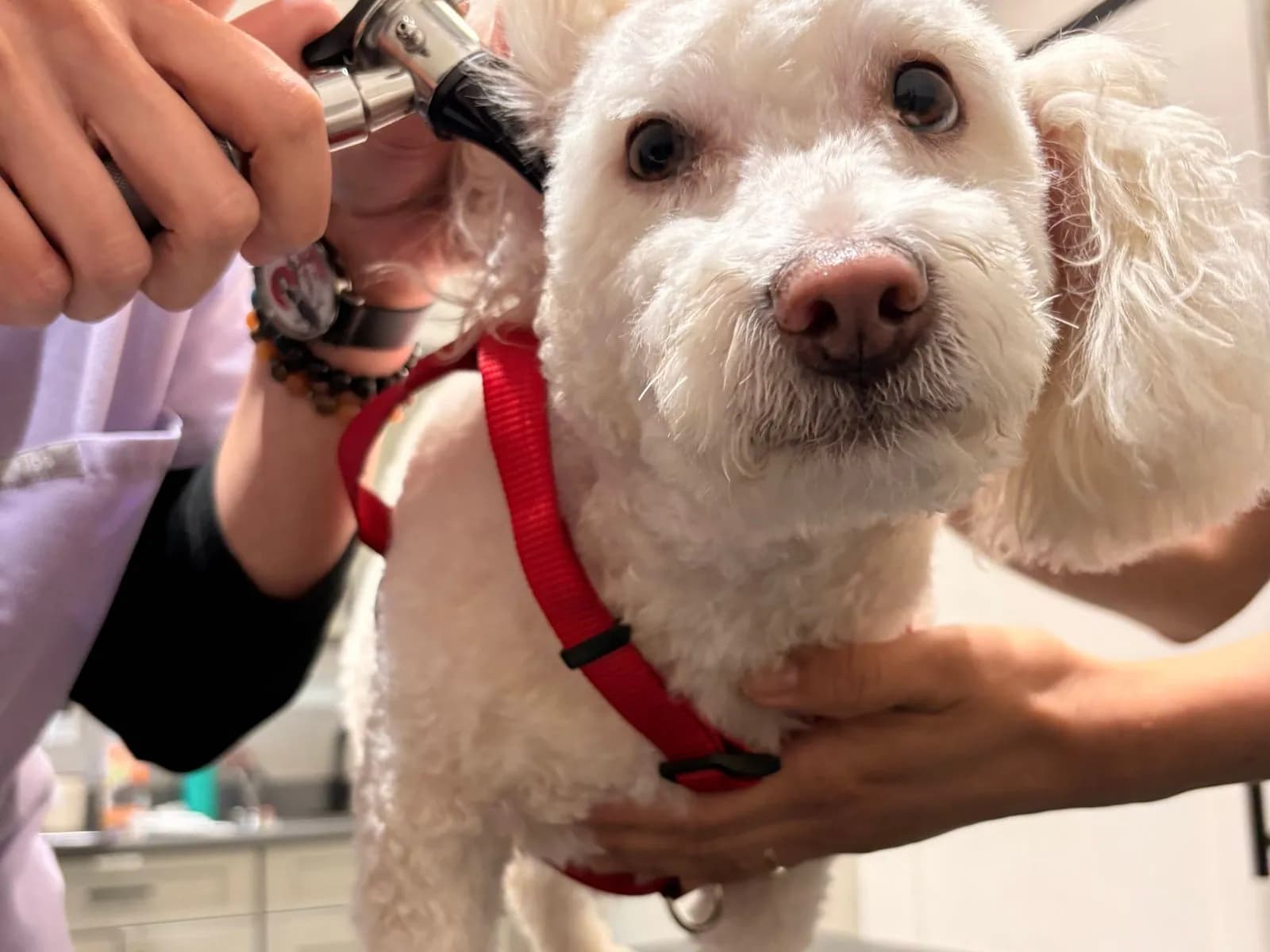 Vet examining a white dog's ear with an otoscope